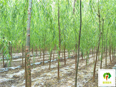 苗木批發(fā)_垂柳產(chǎn)地_苗木行情_垂柳