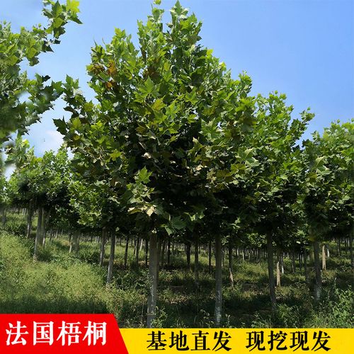 法國梧桐樹樹苗大樹庭院遮陽風景樹行道綠化苗木梧桐青桐樹苗