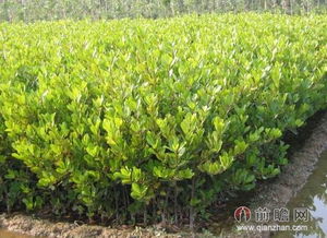 2014年綠化苗木行業發展前景分析