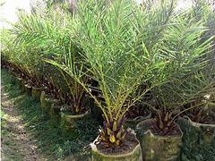 廣州中東銀海棗|供應海南搶手的中東銀海棗-海南桂芝源實業有限公司提供廣州中東銀海棗|供應海南搶手的中東銀海棗的相關介紹、產品、服務、圖片、價格檸檬苗、海南苗木、海南果苗、海南種苗、熱帶苗木、海南桂芝源、