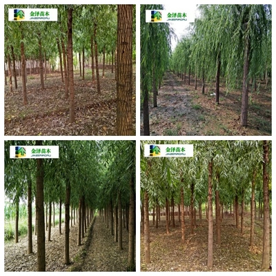 河北復葉槭苗圃