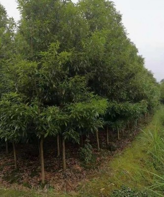 楨金楠苗木簡(jiǎn)介 楨金楠產(chǎn)品規(guī)格