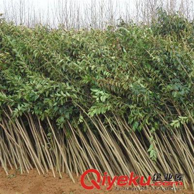 綠化工程苗木 大葉女貞樹苗 綠化小苗高桿女貞苗學(xué)校工廠單位綠化-灌南縣大平原花木專業(yè)合作社提供綠化工程苗木 大葉女貞樹苗 綠化小苗高桿女貞苗學(xué)校工廠單位綠化的相關(guān)介紹、產(chǎn)品、服務(wù)、圖片、價(jià)格灌南縣大平原花木專業(yè)合作社、大葉女貞;國(guó)槐;欒樹;紅葉石楠;金森女貞;無刺構(gòu)骨;竹柳;紫薇;紫葉李;鮮切花;蜀檜