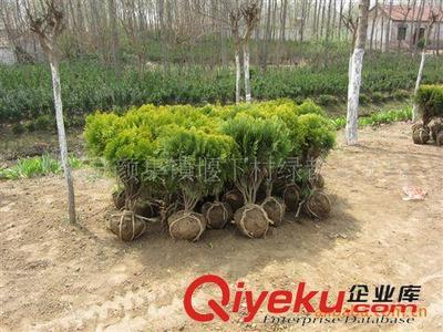 出售優質蔓海母月季,預定優惠,量大更優!圖片|出售優質蔓海母月季,預定優惠,量大更優!產品圖片由沭陽縣顏集鎮堰下村綠都苗木場公司生產提供-