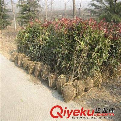 苗圃特價(jià)大量供應(yīng)綠化小苗 紅葉石楠 50-80高1.1元 量大從優(yōu)-沭陽(yáng)國(guó)祥苗木園藝場(chǎng)提供苗圃特價(jià)大量供應(yīng)綠化小苗 紅葉石楠 50-80高1.1元 量大從優(yōu)的相關(guān)介紹、產(chǎn)品、服務(wù)、圖片、價(jià)格沭陽(yáng)國(guó)祥苗木園藝場(chǎng)、綠化苗木;食用果樹;月季花卉;室內(nèi)盆栽;綠化種子