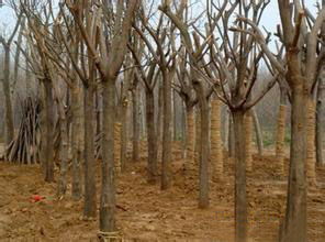 魯潤苗木大骨架 價(jià)格 1111.00元