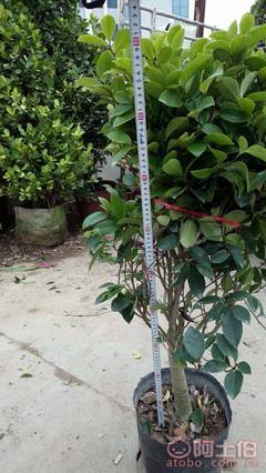 【球形含笑袋苗銷售、基地直銷、農(nóng)戶種植】綠化苗木,價格,廠家,供應(yīng)商,花木,龍海市東泗興輝園藝場 - 產(chǎn)品庫