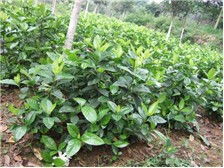 郴州市蘇仙區(qū)宏達草皮苗木基地公司簡介郴州市蘇仙區(qū)宏達草皮苗木基地