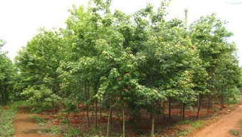 五角楓 山東五角楓 濟寧五角楓價格 濟寧秀路苗木種植基地