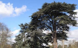 綠城集團園林軟景苗木圖譜 全套