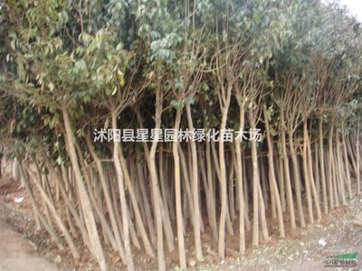 沭陽縣星星園林綠化苗木場