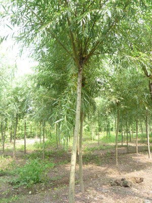 杭州新世界苗木場