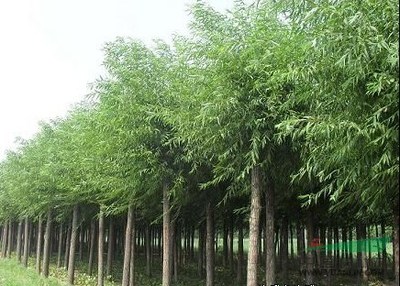 廣州8公分垂柳價格旱柳報價_廣州8公分垂柳價格旱柳報價圖片_山東菏澤科技苗木基地_中國園林網