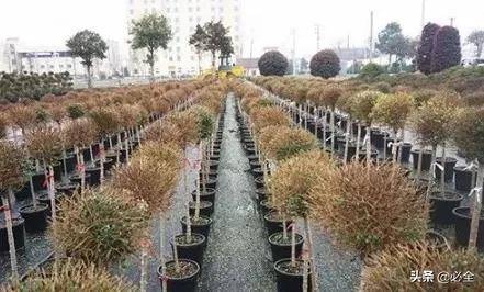 精品苗的標準怎么定 這三個硬指標一定要知道