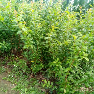 【高桿山楂苗畝產品種全的 山楂苗基地廠家供貨】泰安高新區(qū)旺運苗木中心 - 產品庫