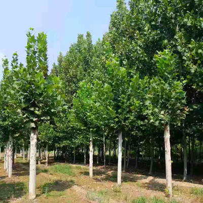 大量出售國槐樹苗 濟寧國槐供應商 國槐苗木 規(guī)格齊全 苗木國槐圖片_高清圖_細節(jié)圖-濟寧市任城區(qū)繼元苗木種植基地