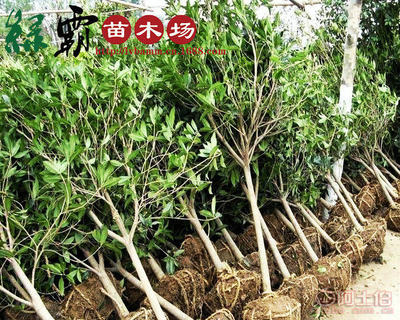 【基地大量供應(yīng)精品桂花樹苗丹桂金桂規(guī)格齊全枝繁葉茂葉面光亮】沭陽縣新河鎮(zhèn)新槐居委會綠霸苗木場 - 產(chǎn)品庫
