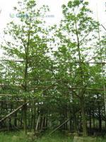 苗木批發(fā)-廣東低價(jià)苗木批發(fā)-長期供應(yīng)/求購各種規(guī)格苗木批發(fā)[供應(yīng)]_綠化苗木_世界工廠網(wǎng)中國產(chǎn)品信息庫