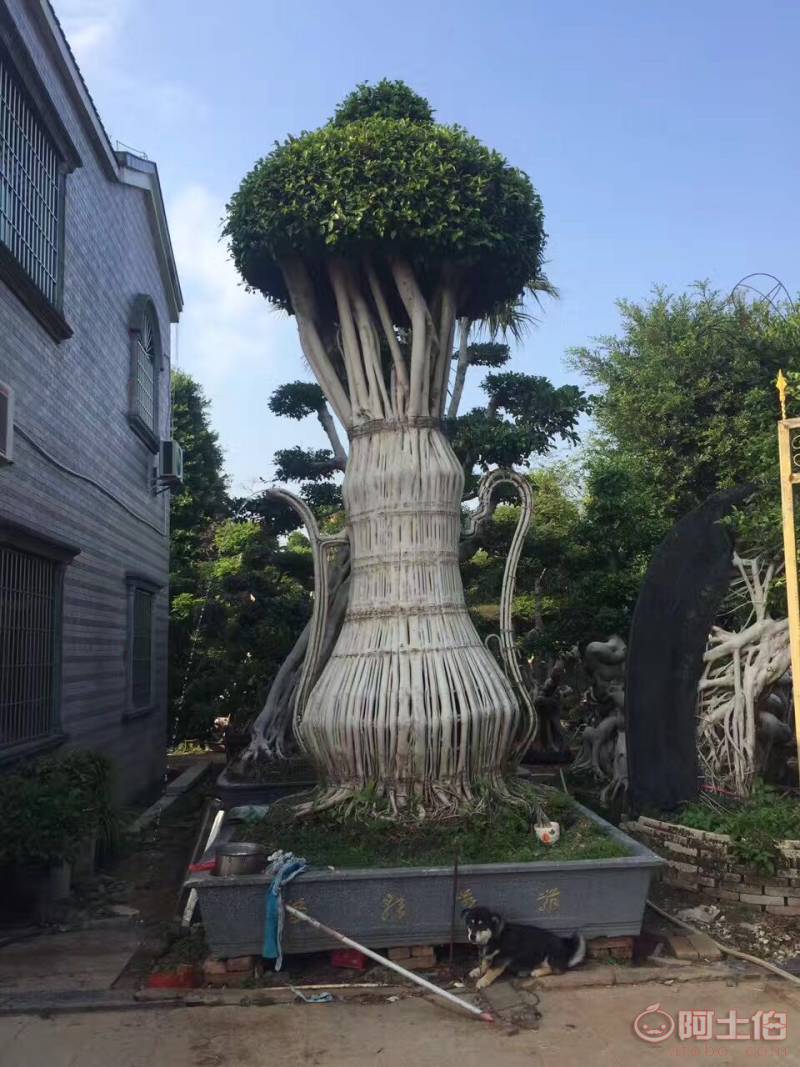 【造型小葉榕供應、基地直轄、造型優美】綠化苗木,價格,廠家,供應商,花木,龍海市東泗興輝園藝場 - 產品庫