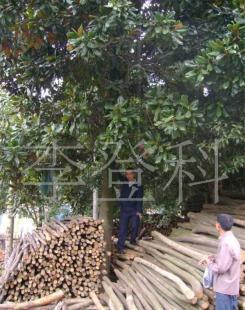 苗木 樹木盆景 綠化苗木 廣玉蘭_農(nóng)副產(chǎn)品_世界工廠網(wǎng)中國產(chǎn)品信息庫