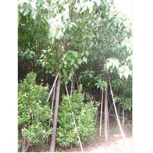 供應(yīng)*廣西特甜火龍果苗-北流市富饒農(nóng)產(chǎn)品苗木銷售部