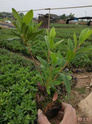 【江南毛杜鵑小袋苗哪里有?什么報價?】綠化苗木,價格,廠家,供應(yīng)商,花木,龍海市東泗興輝園藝場 - 產(chǎn)品庫