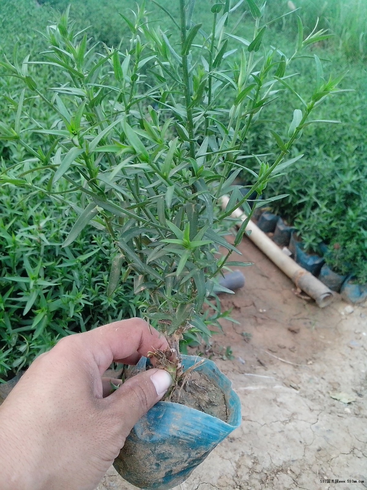 荷蘭菊圖片|苗木圖庫|597苗木網(wǎng)