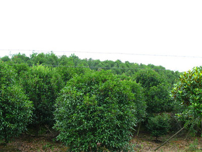 浙江寧波各類苗木-奉化市溪口鎮綠洲大地園藝場商鋪公司簡介