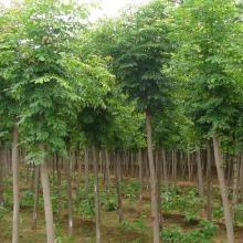 【刺槐樹】刺槐樹價格_刺槐樹批發_刺槐樹廠家_刺槐樹大全 -