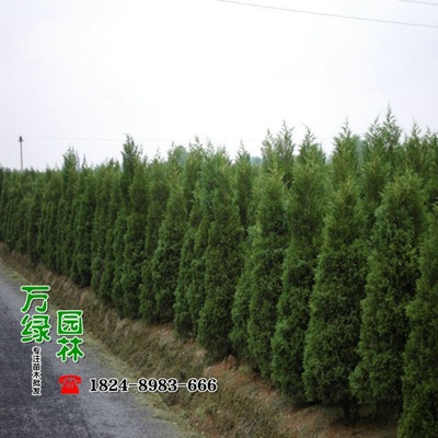 【塔柏供應|一家專門做苗木供應的公司沭陽縣萬綠園林綠化苗木場商鋪