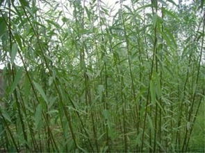 河北速生柳低價出售搶口碑