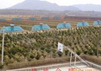 東北紅豆杉1-30年生 灌木、喬木 均有銷售[供應]_綠化苗木_世界工廠網中國產品信息庫