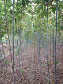 高度300cm 價格3.00元 棵 50棵起批 花木網(wǎng)