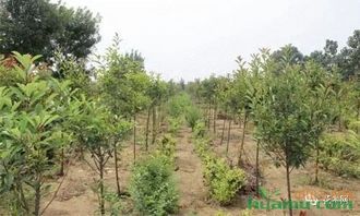 苗木行業(yè)大勢已定,經(jīng)營看這里