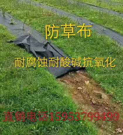 【濮陽市2020年編織袋果園防草布廠家除草布批發(fā)】- 