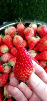 新聞 鄭州 永蓮蜜桃七號(hào)圖片品種優(yōu)越 泰安昊錦苑苗木培植