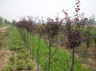 山東速生柳基地農(nóng)稷苗木_農(nóng)副產(chǎn)品_世界工廠網(wǎng)