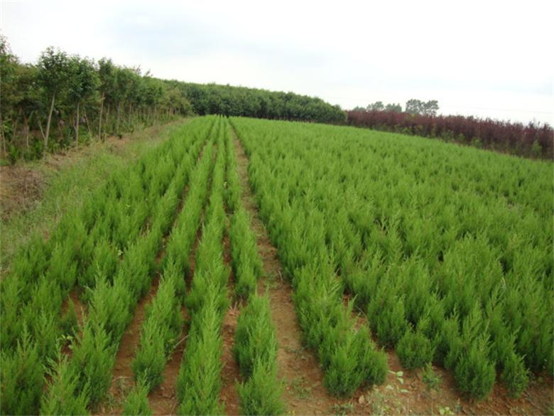 快柏小苗綠化苗蜀快苗植樹節(jié) 蜀快