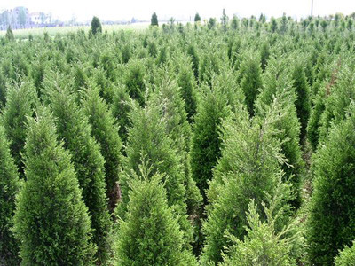 供應(yīng)山西太原苗木 山西苗木批發(fā) 太原苗木培植