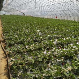 新野縣每日新聞 大將 草莓苗報(bào)價(jià) 價(jià)格 矮豐草莓苗多少錢一顆