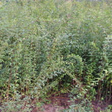 2020綠化苗木價格 報價 綠化苗木批發 園林網