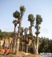 最新0 綠化苗木 喬木 優(yōu)質(zhì) 樟樹(樹形優(yōu)美)_農(nóng)副產(chǎn)品_世界工廠網(wǎng)中國產(chǎn)品信息庫