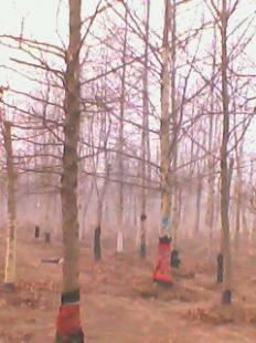 河北苗木基地@法桐苗木%法桐基地13180261128_農(nóng)副產(chǎn)品_世界工廠網(wǎng)