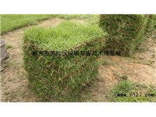 第4頁 產品展示 郴州市蘇仙區綠溪草皮苗木綠基地