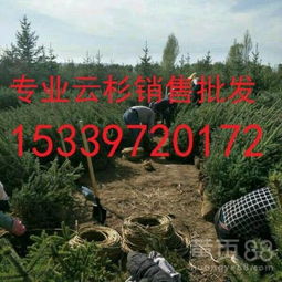 【甘肅云杉在哪里/甘肅云杉最多樹苗/云杉基地】-