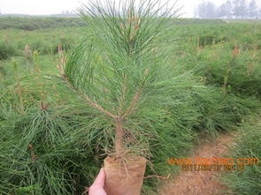 想要易種植的樟子松小苗就來港信苗木合作社 漯河樟子松小苗,想要易種植的樟子松小苗就來港信苗木合作社 漯河樟子松小苗生產(chǎn)廠家,想要易種植的樟子松小苗就來港信苗木合作社