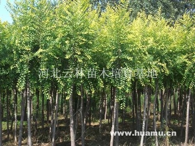 【本基地經(jīng)營各種綠化苗木,歡迎來電洽談供應(yīng)|經(jīng)營綠化苗木河北云林苗木培育基地商鋪