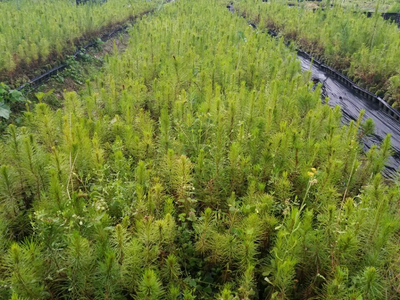 忻城苗木栽培正當(dāng)時(shí) 林業(yè)產(chǎn)業(yè)促脫貧