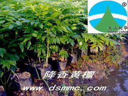 花木商情圖片瀏覽