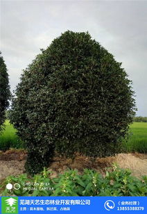 大葉女貞苗木 蕪湖苗木 蕪湖天藝 多圖